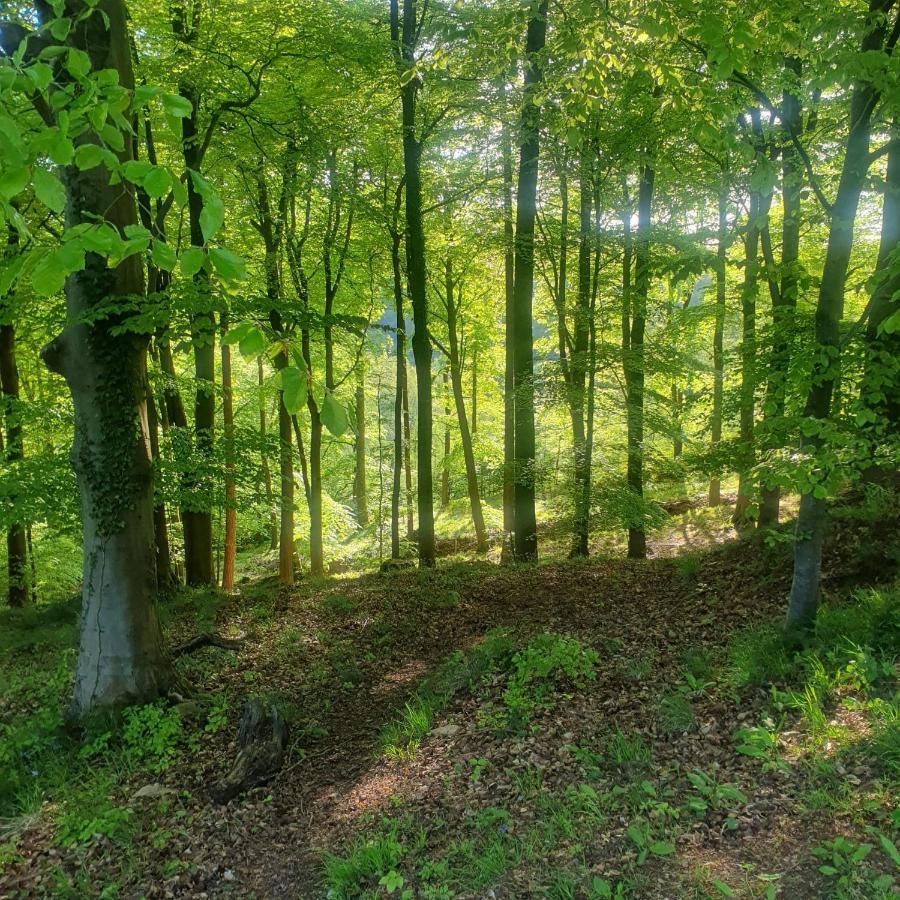 Forest Cedar Lodge, Forest Of Dean Apartment Cinderford